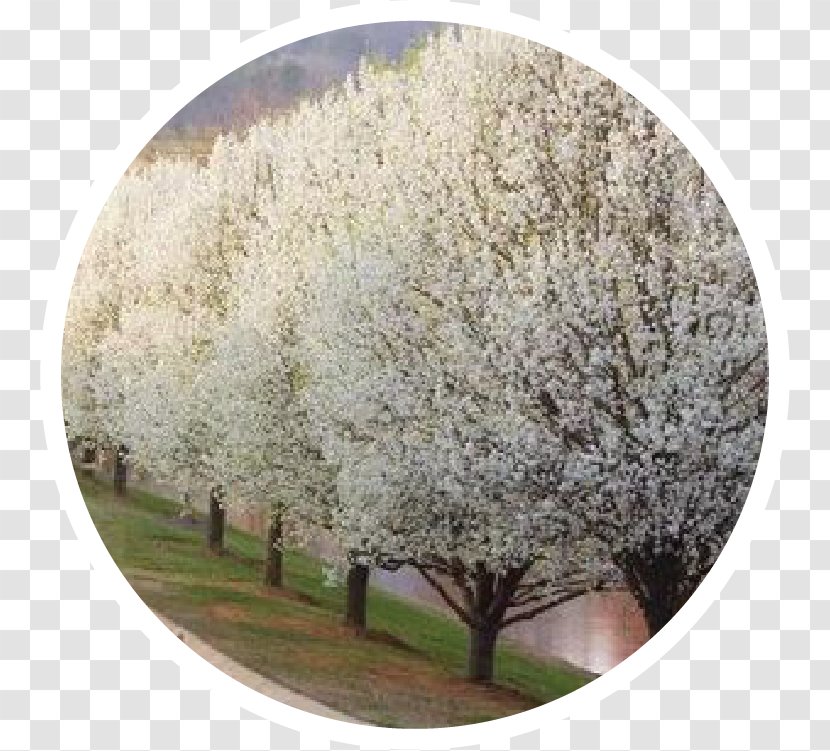 Callery Pear Tree Shrub Blossom Pruning - Branch - Leaf Specimen Transparent PNG