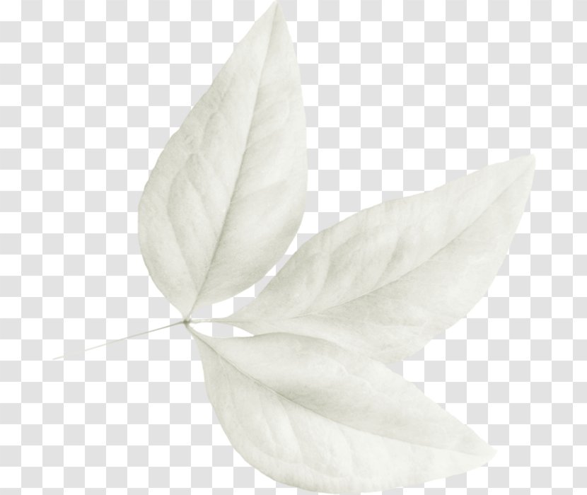 Petal Leaf White Transparent PNG