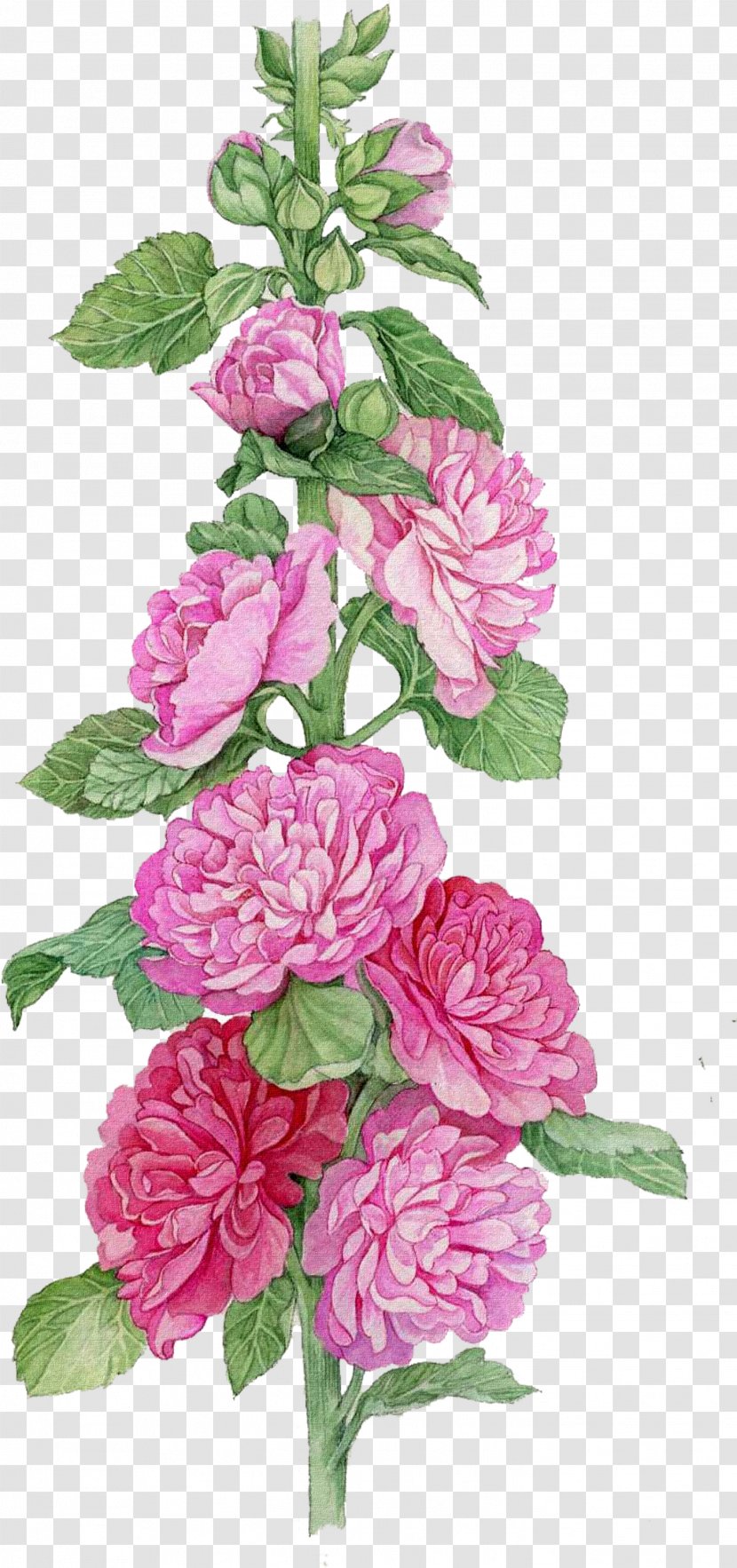 Watercolor Pink Flowers - Rosa Gallica - Hydrangea China Rose Transparent PNG