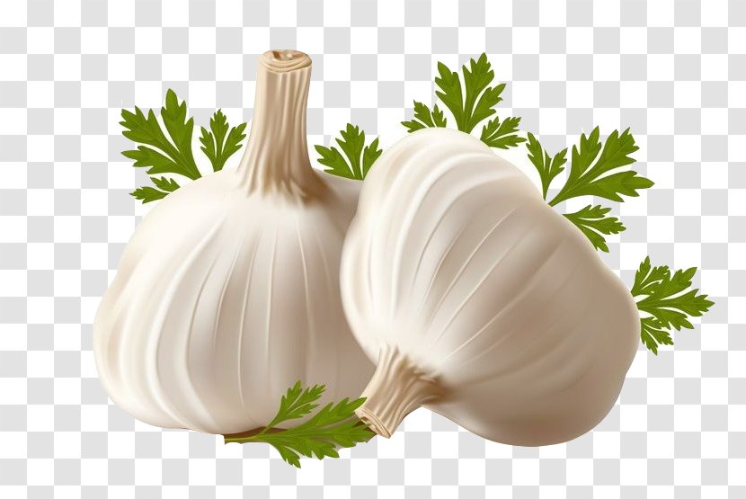 Garlic Bread Allicin Clip Art - Onion Genus Transparent PNG