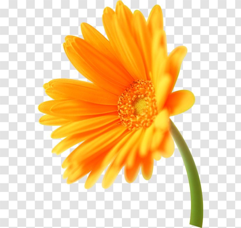 Orange Transvaal Daisy Flower Florilegium Calendula Officinalis - Art - 足球logo Transparent PNG
