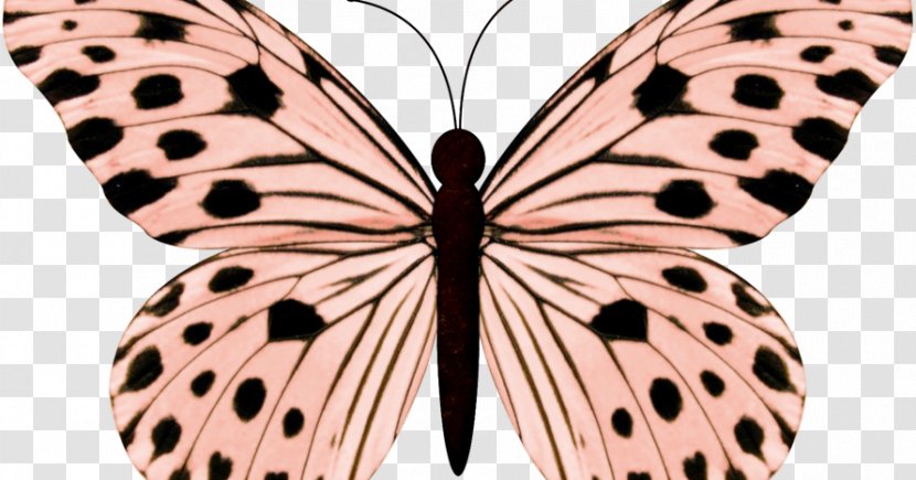 Butterfly Clip Art Image Butterflies & Moths Insect - Pollinator - Ms. Transparent PNG