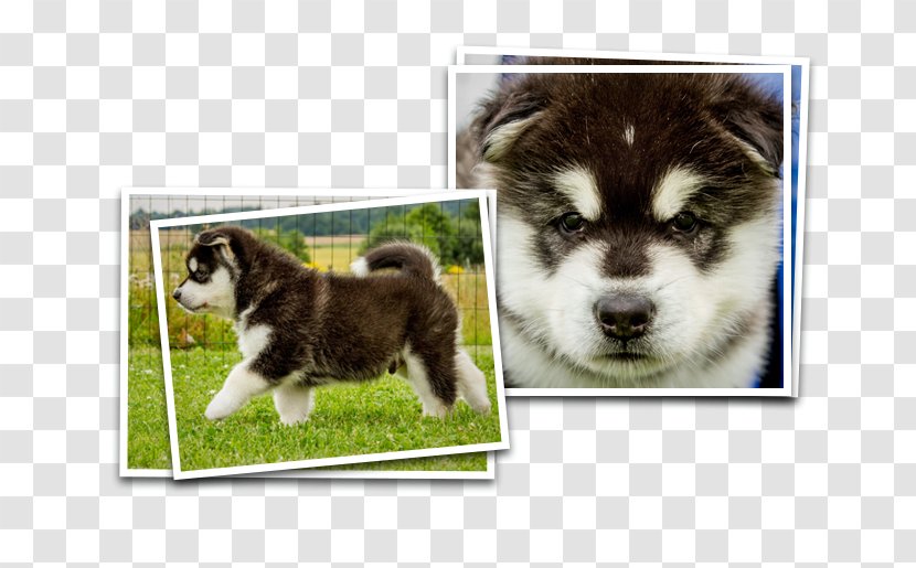 Miniature Siberian Husky Sakhalin Canadian Eskimo Dog Alaskan Malamute Shikoku - Breed - Puppy Transparent PNG