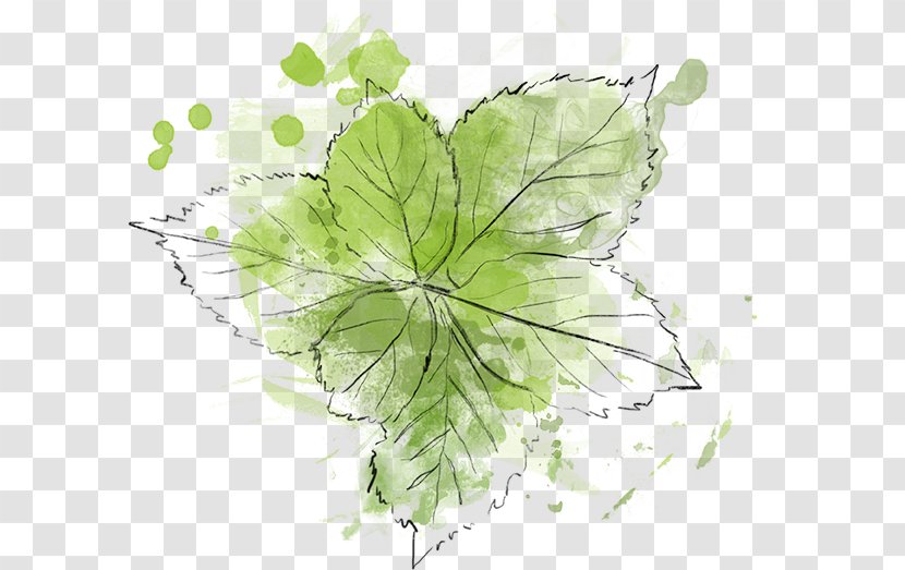 Fotolia - Leaf - Croquis Transparent PNG