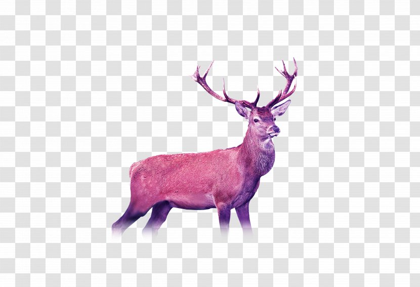 Reindeer Photography - Antler - Deer Transparent PNG