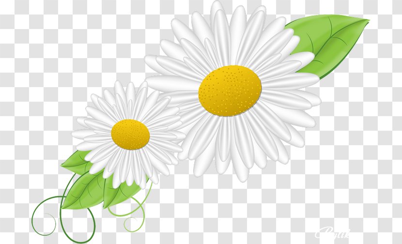 German Chamomile Asteroideae Oxeye Daisy - Sunflower - Camomile Transparent PNG