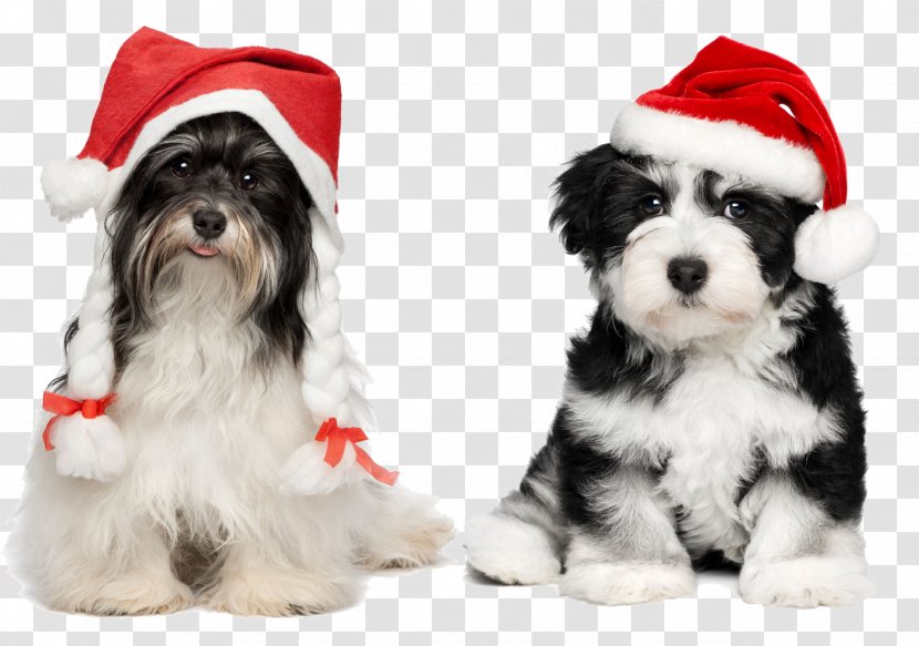 Havanese Chihuahua Santa Claus Puppy Christmas - Suit - With Hats Transparent PNG