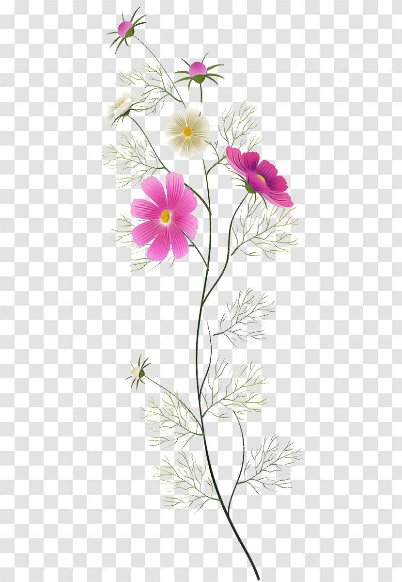 Flower Plant Pedicel Petal Pink Transparent PNG