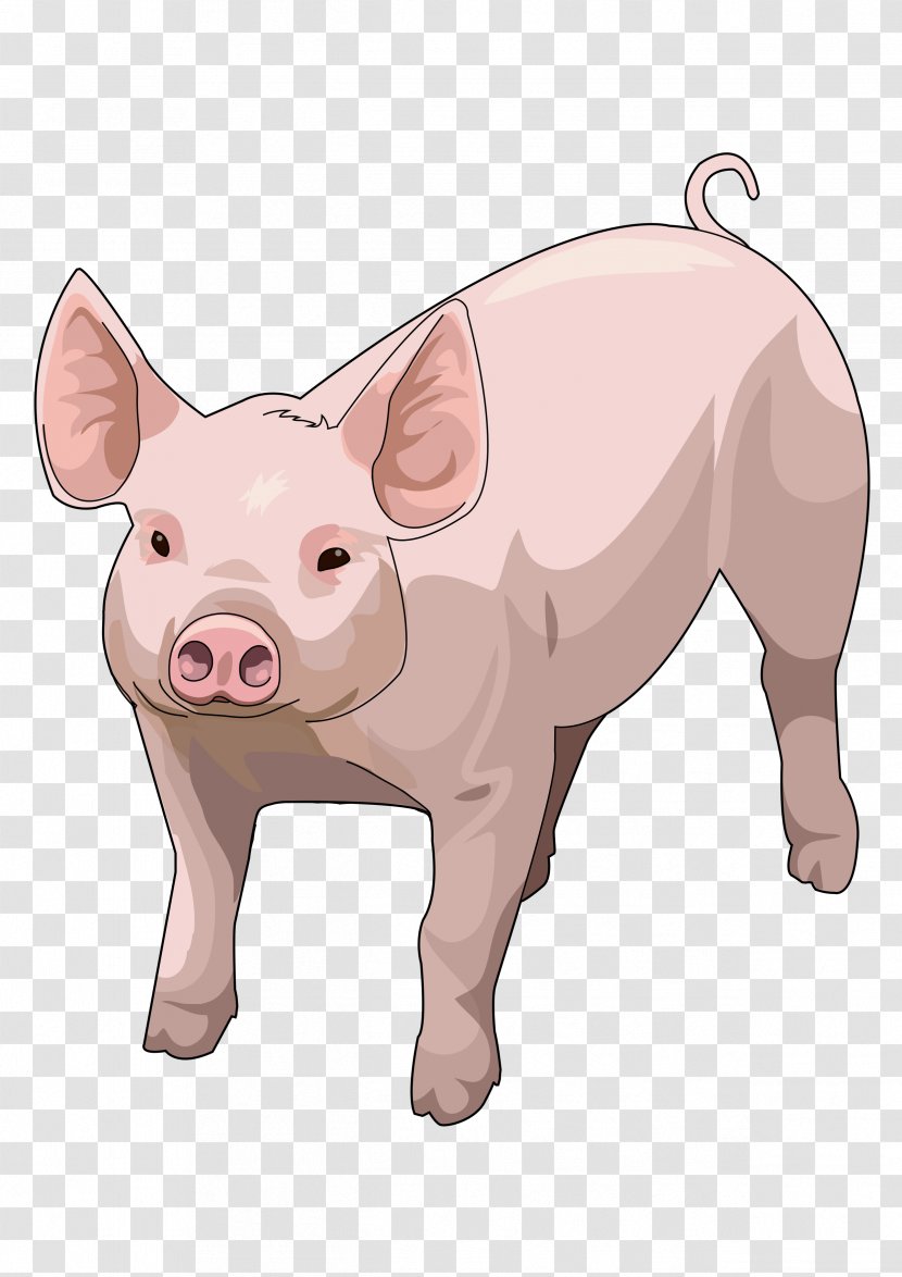 Miniature Pig Drawing Image - Nose Transparent PNG