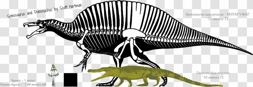 Spinosaurus Shantungosaurus Carcharodontosaurus Tyrannosaurus Deinosuchus - Wildlife - Dinosaur Transparent PNG