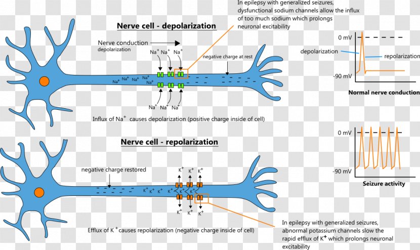 Epilepsy Depolarization Sodium Channel Neuron Epileptic Seizure - Frame - Nerve Transparent PNG