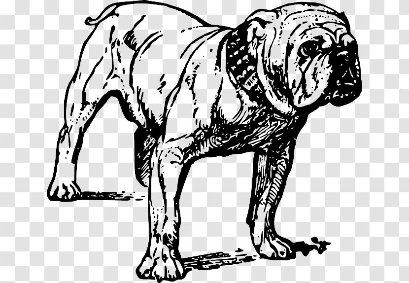 French Bulldog American Bully Pit Bull Terrier - Carnivoran - Drawing Transparent PNG