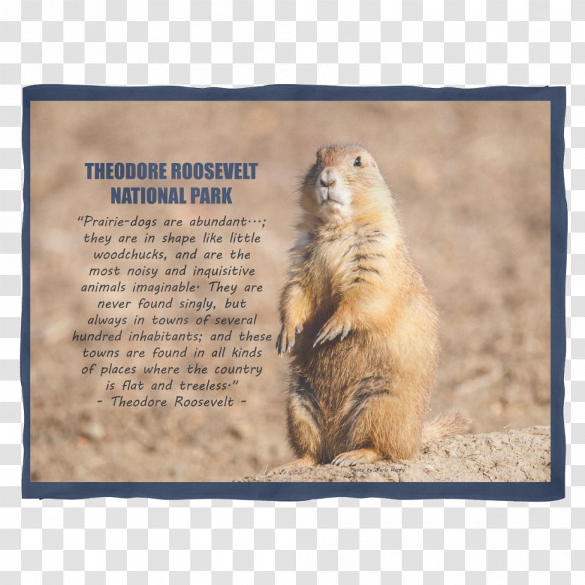 Prairie Dog Marmot Whiskers Snout Transparent PNG