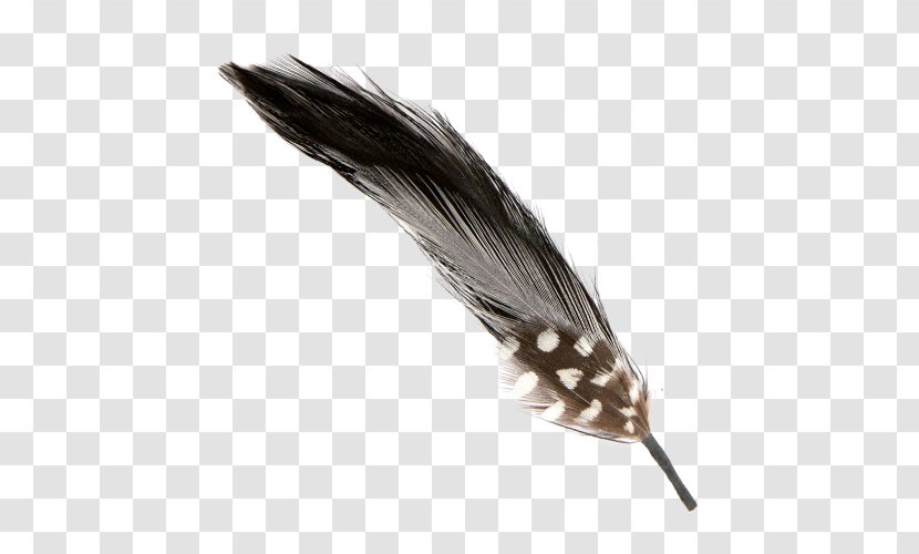 Feather Owl Yandex Search Common Quail - Black Transparent PNG
