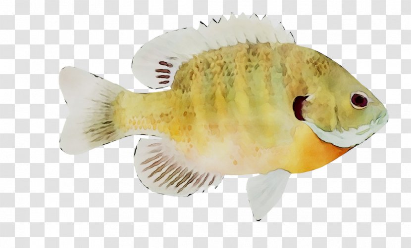 Fauna Fish - Bluegill Transparent PNG