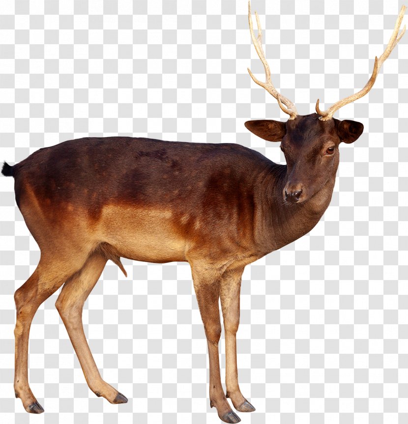 Reindeer White-tailed Deer Elk Moose - Fond Blanc Transparent PNG