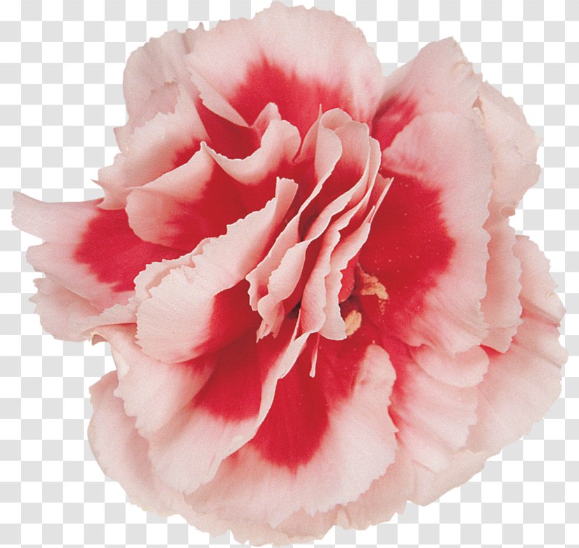 Carnation Cut Flowers Rose Lesson Green - Peach Transparent PNG