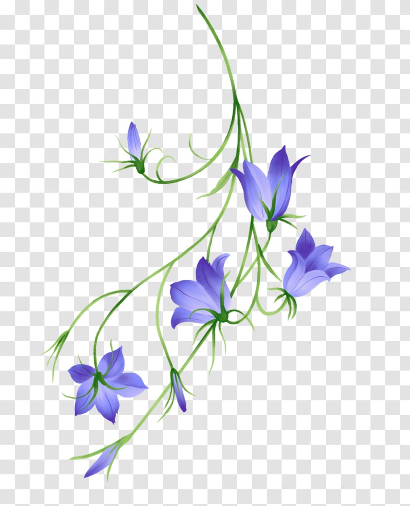 Watercolor Flower Background - Bellflower - Monkshood Gentiana Transparent PNG