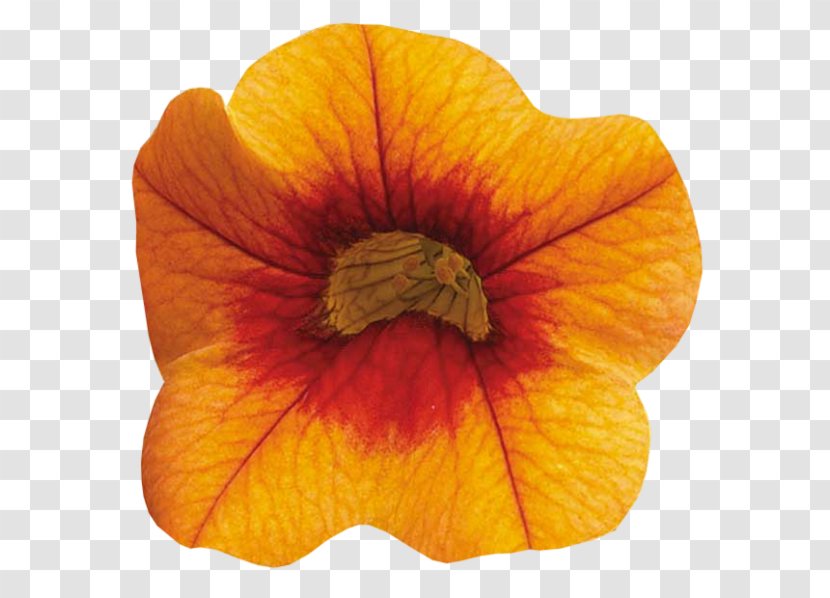 Petal Orange Flower Clip Art - Directory Transparent PNG