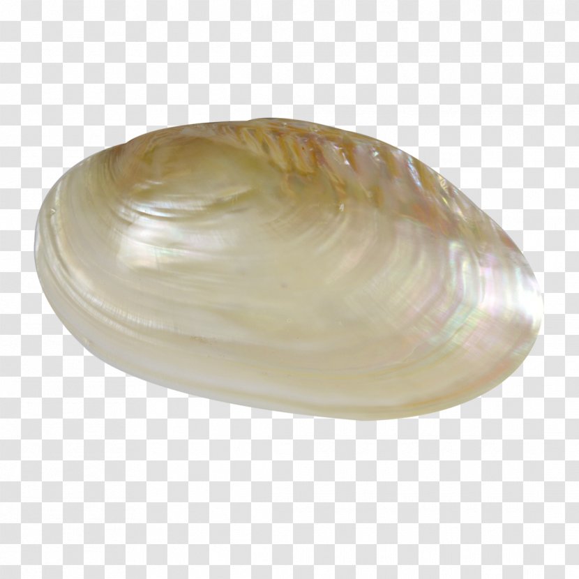 Cockle Clam Veneroida Tellinidae Seashell Transparent PNG