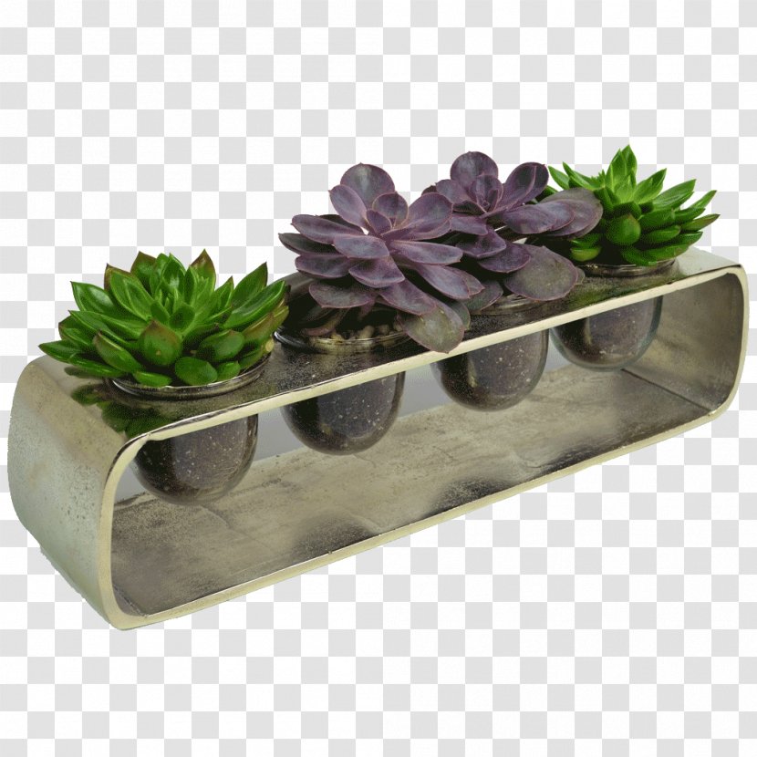 Lavender Lilac Purple Violet Herb - Succulent Transparent PNG