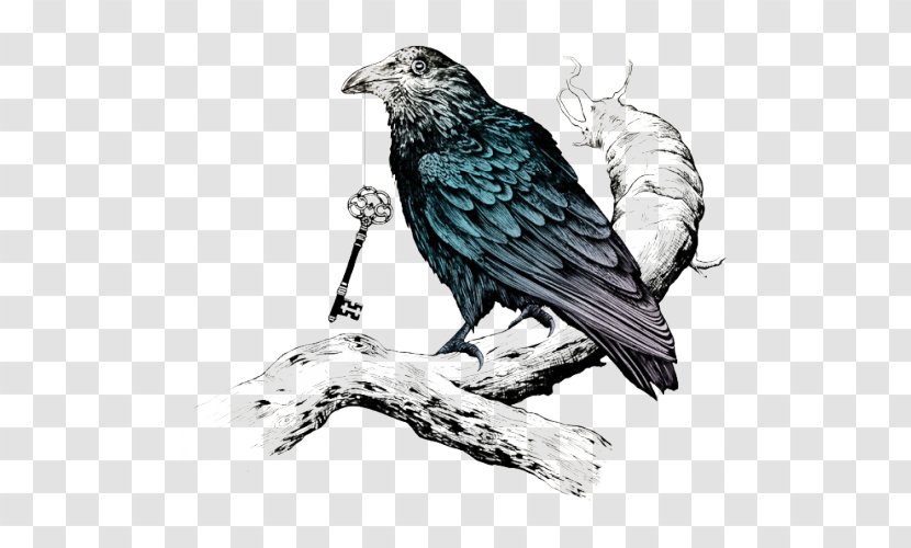 Crow Family Common Raven Tattoo Raven's Key - Feather Transparent PNG
