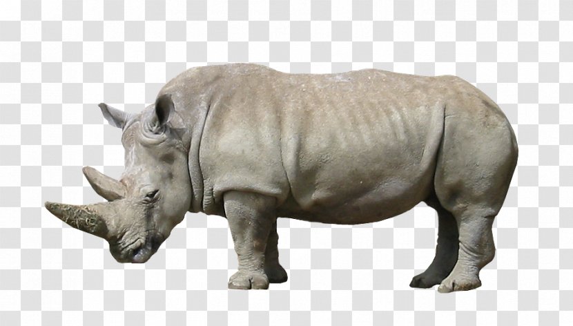 Rhinoceros Animal Wildlife Mammal - Home Page - Rhino Transparent PNG