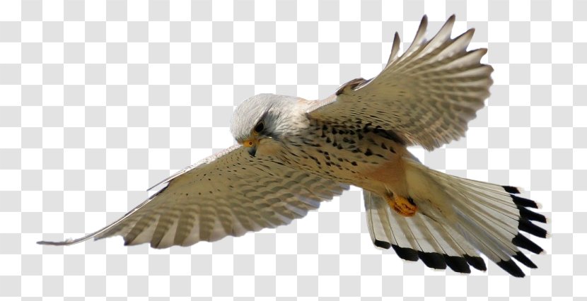 Bird Animaatio Gfycat Smiley - Tinypic - Eagles Fly Transparent PNG