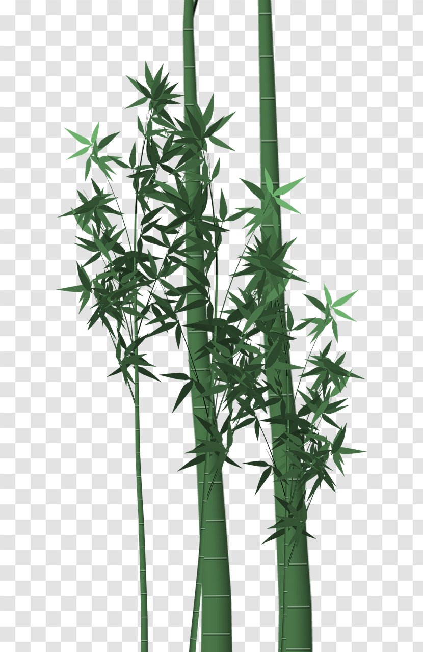 Tropical Woody Bamboos Plant Stem Green - Bamboo Blossom - Leaf Transparent PNG