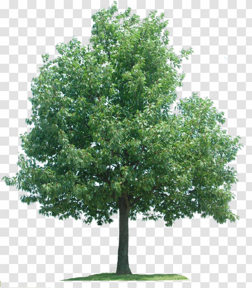 Oak Plane Trees Branch - Tree Transparent PNG