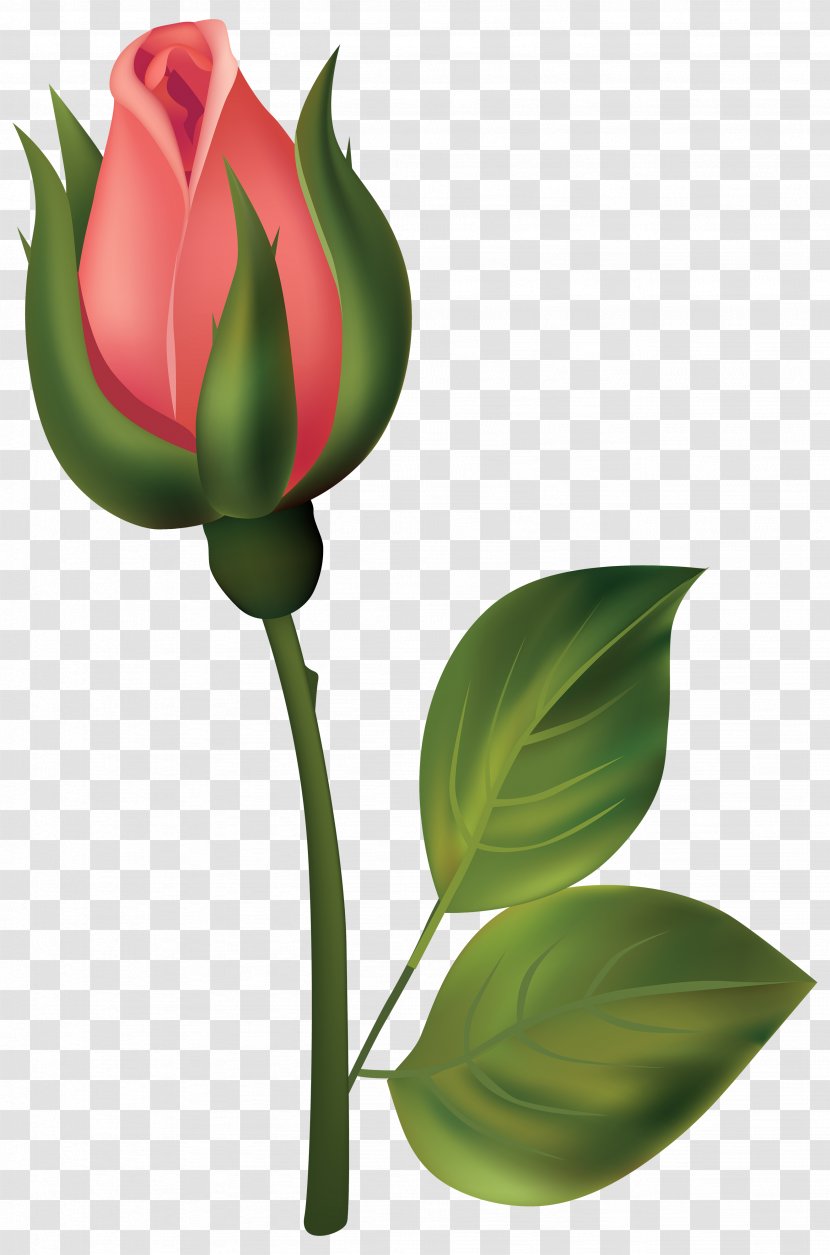 Bud Rose Flower Clip Art - Order - Red Rosebud Cliparts Transparent PNG
