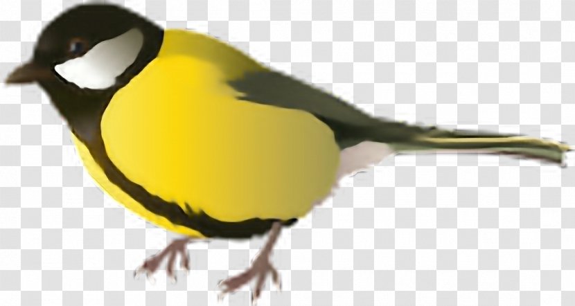 Bird Clip Art - American Goldfinch Transparent PNG