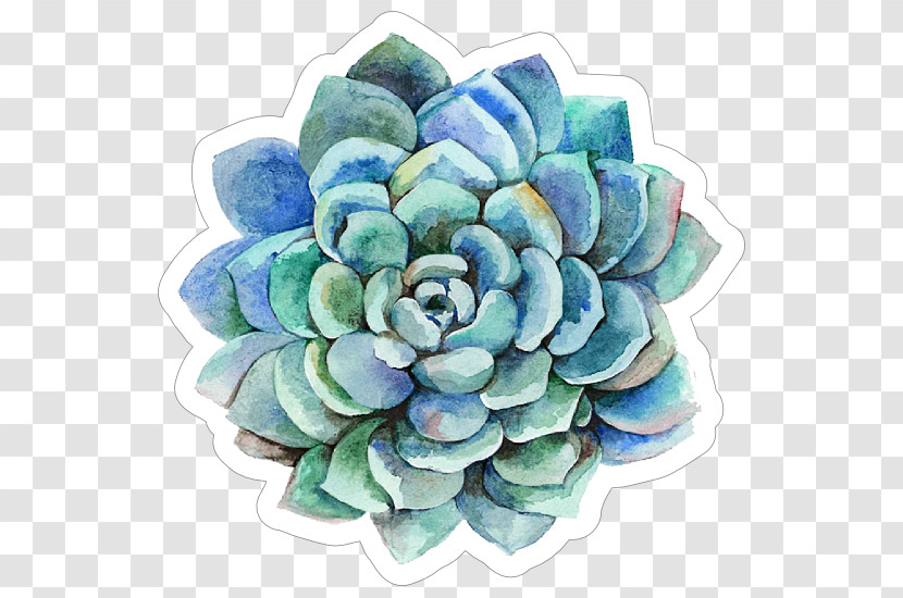 Echeveria Flower Plant Turquoise Watercolor Paint Transparent PNG