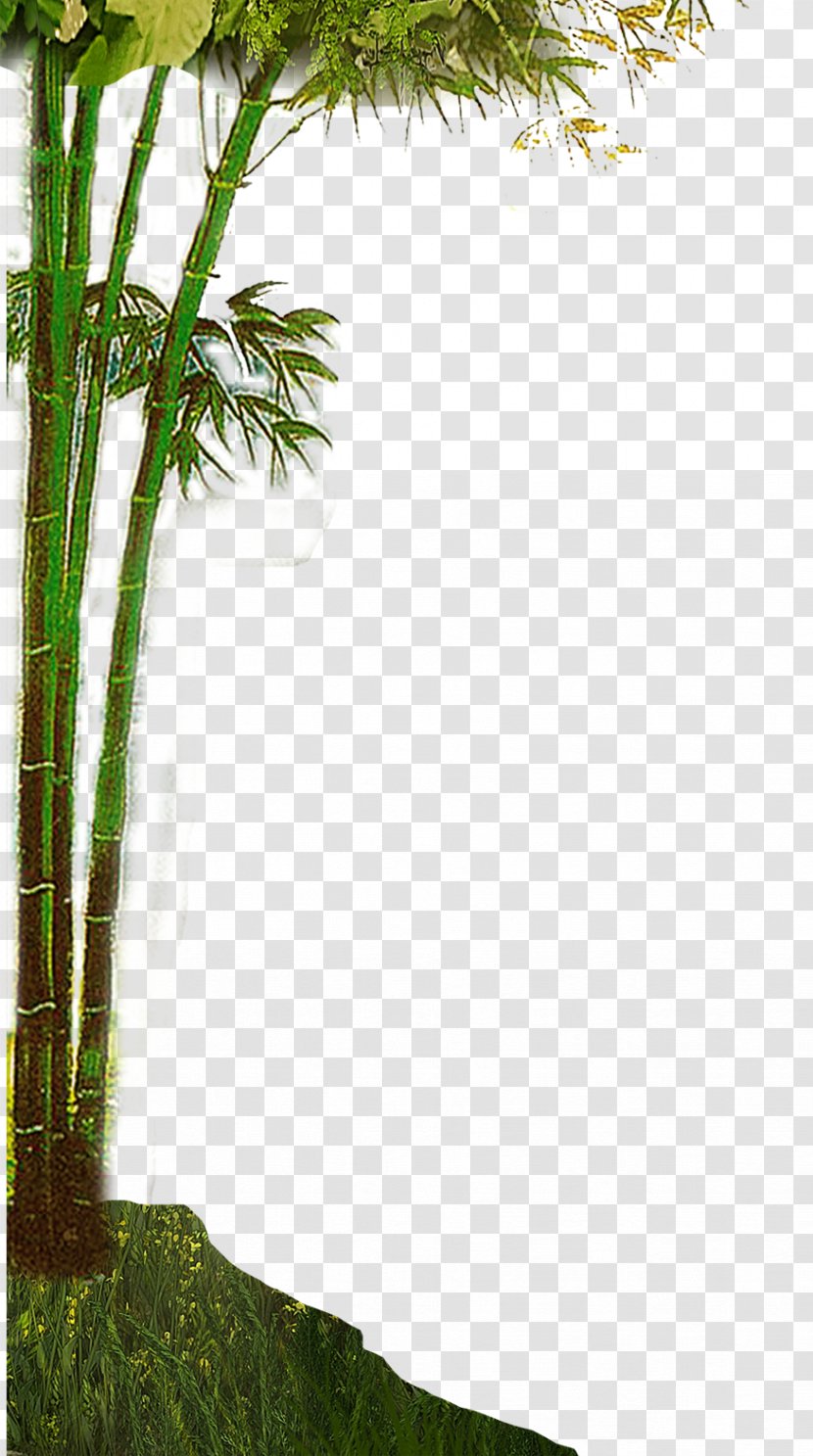 Bamboe Bamboo - Plant Transparent PNG
