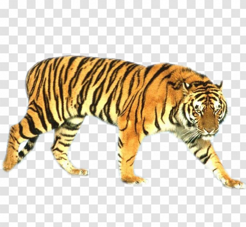 Tiger Cat Beach HVGA Wallpaper - Mobile Phone - Stock Photos Transparent PNG