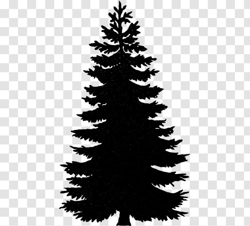 Conifers Balsam Fir Pine Image Noble - Black And White - Douglas Information Transparent PNG