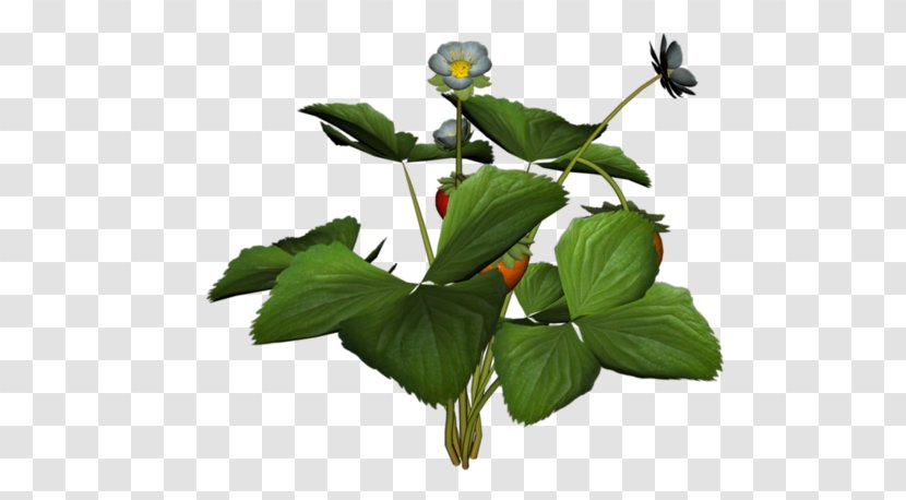 Musk Strawberry Treelet Transparent PNG