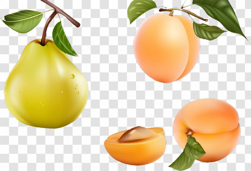 Apricot Fruit Food - Grapefruit Transparent PNG