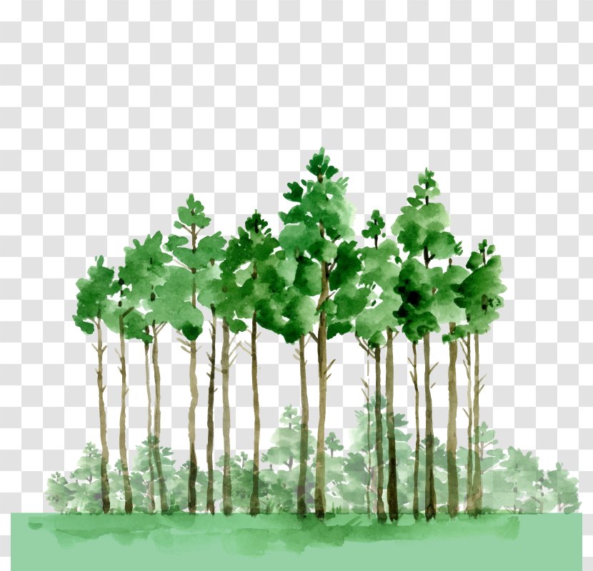 Watercolor Painting Oil Paint Drawing - Photography - Vector Green Forest Transparent PNG