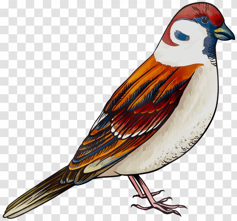 Sparrow Clip Art Finches Bird - Cuteness Transparent PNG