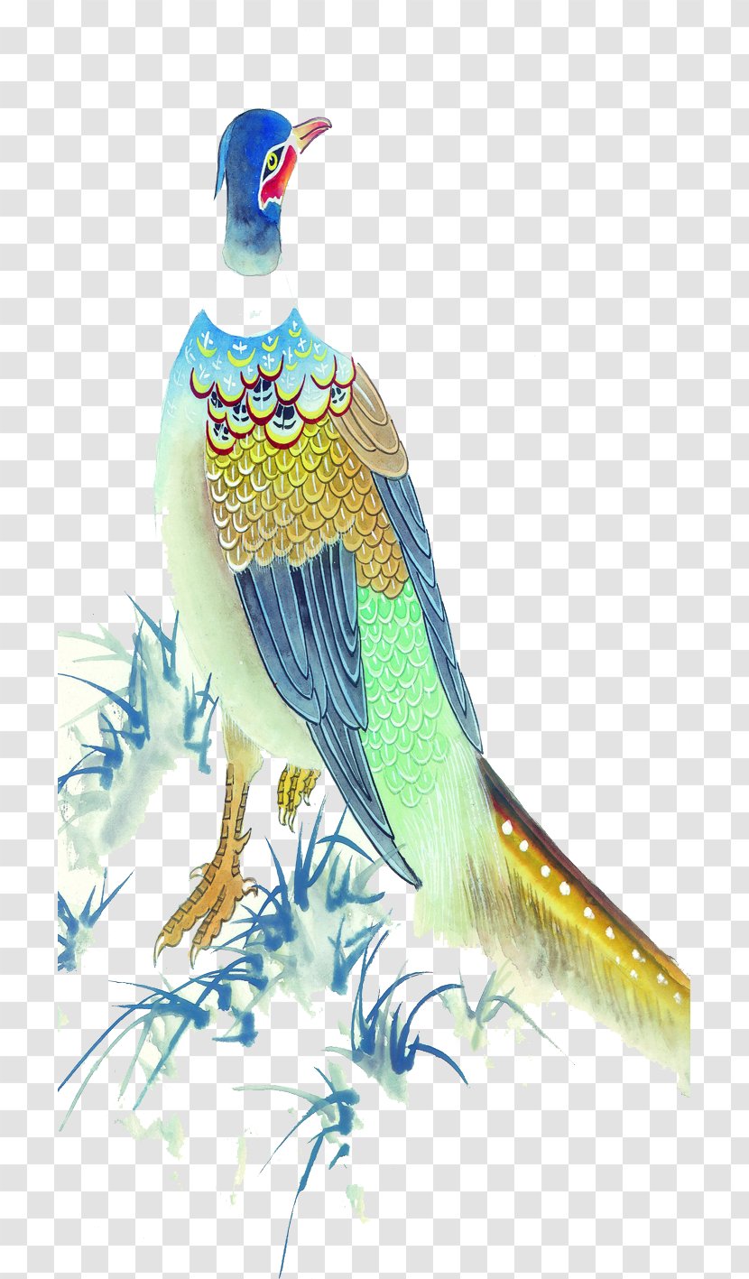 Peafowl Blue Peacock Illustration - Tail Transparent PNG
