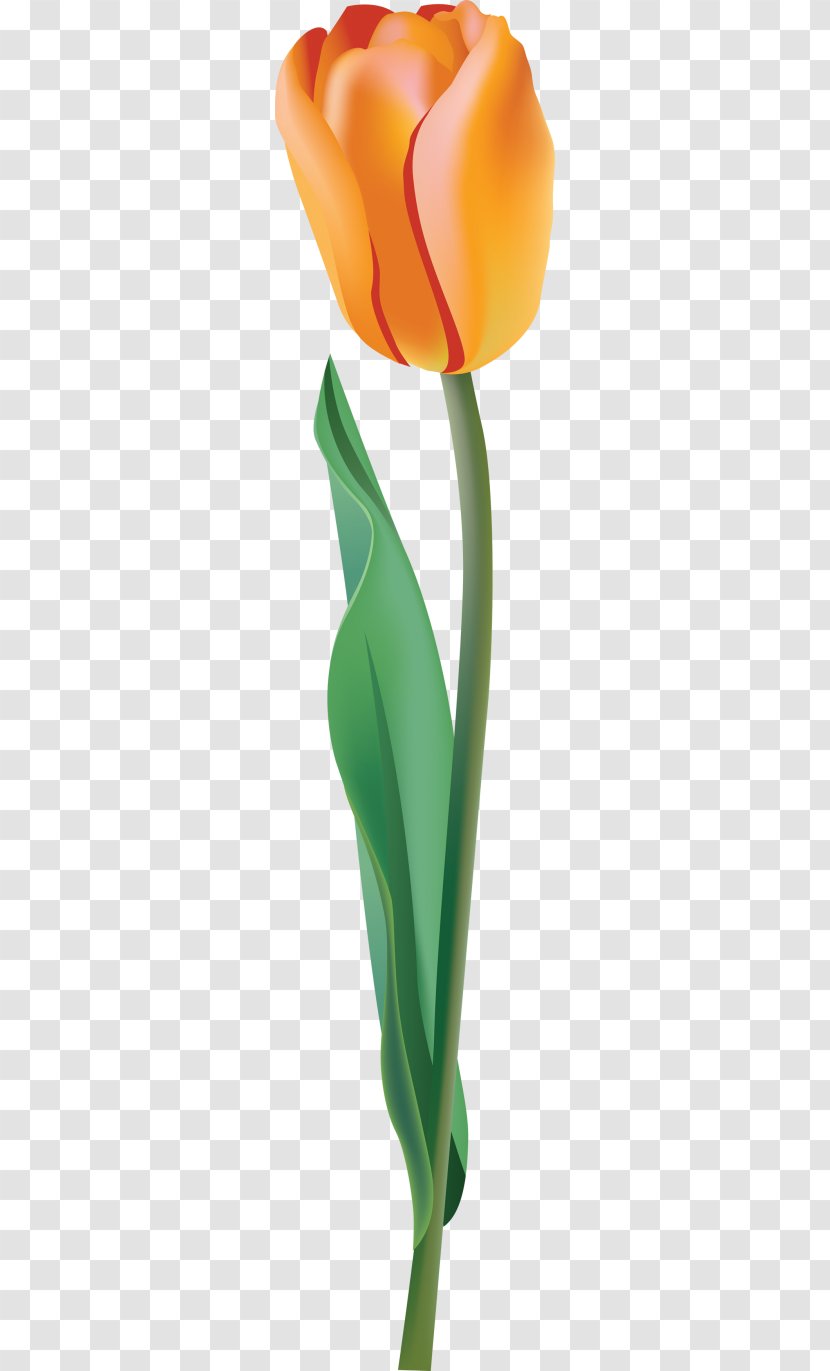 Tulip Clip Art - Orange Transparent PNG