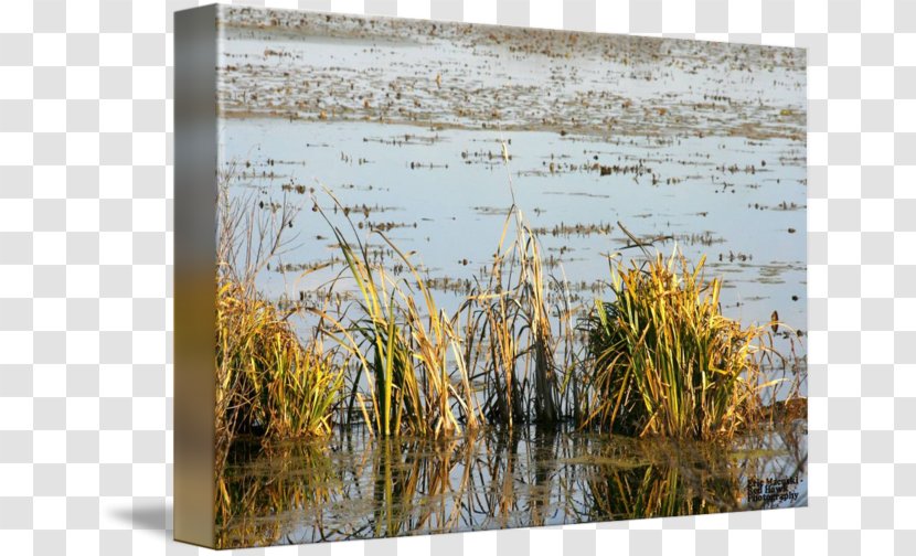 Salt Marsh Bayou Wetland Swamp - Grasses Transparent PNG