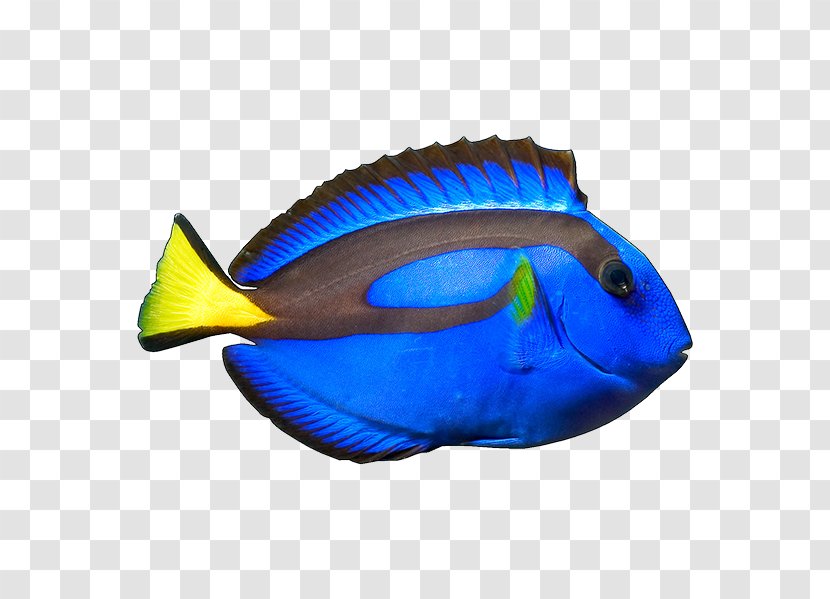 Blue Tang Yellow Ocellaris Clownfish - Electric Fish Transparent PNG