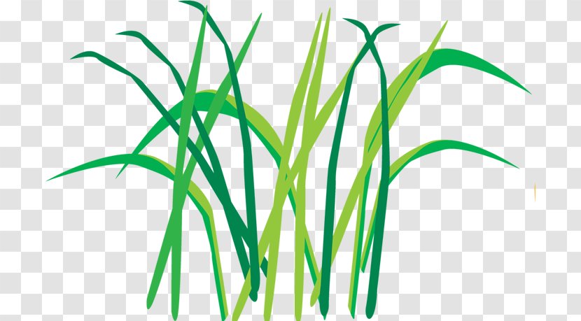 Egoel Leaf Plant Stem Clip Art Herbaceous - Centipedegrass Icon Transparent PNG