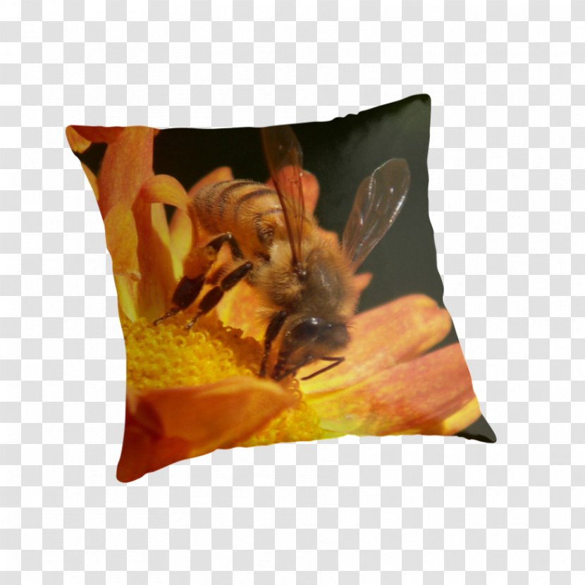 Honey Bee Throw Pillows Cushion - Membrane Winged Insect - Orange Chrysanthemum Transparent PNG
