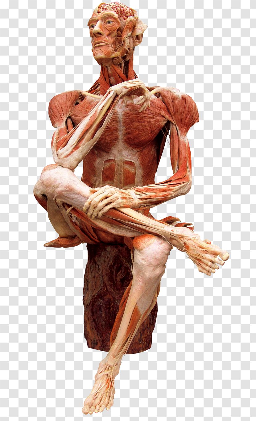 The Health Museum People - Frame - First Of BODY WORLDS Body Worlds RX Human BodyHuman Transparent PNG