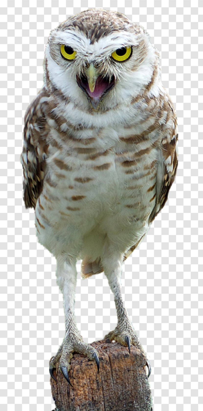 Bird Snowy Owl Pigeons And Doves Barred Great Horned - True Transparent PNG