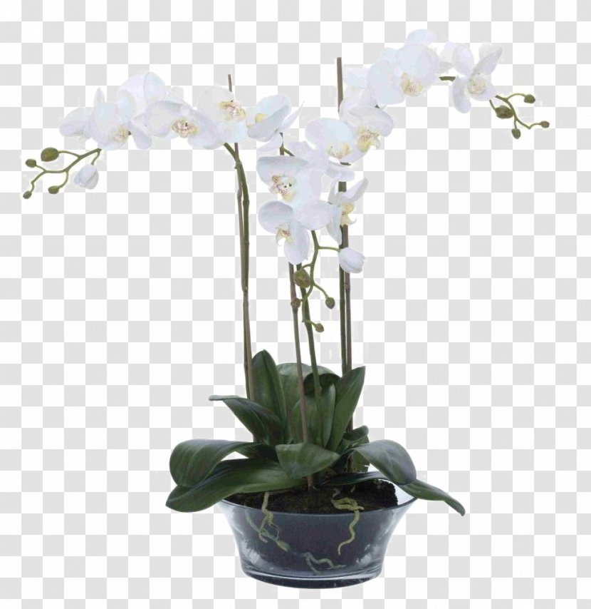 Moth Orchids Mirror Flower Vase - White Phalaenopsis Flowers Transparent PNG