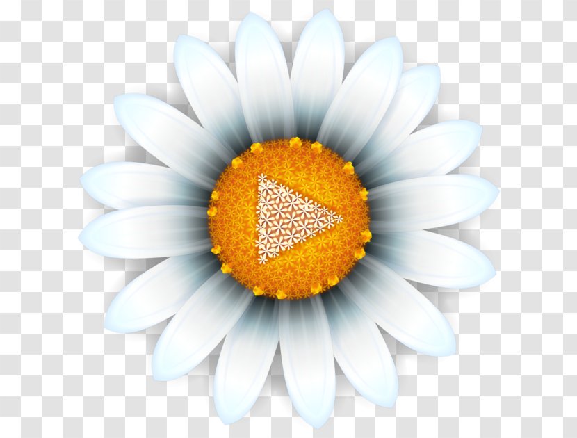 Common Daisy Oxeye Transvaal Sunflower Close-up - The Sub-title Bars Transparent PNG